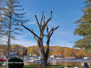 After tree trimming a willow tree