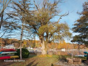 Before tree trimming a willow tree